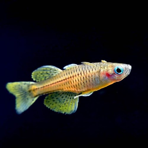 Pseudomugil gertrudae - Gepunktetes Blauauge M